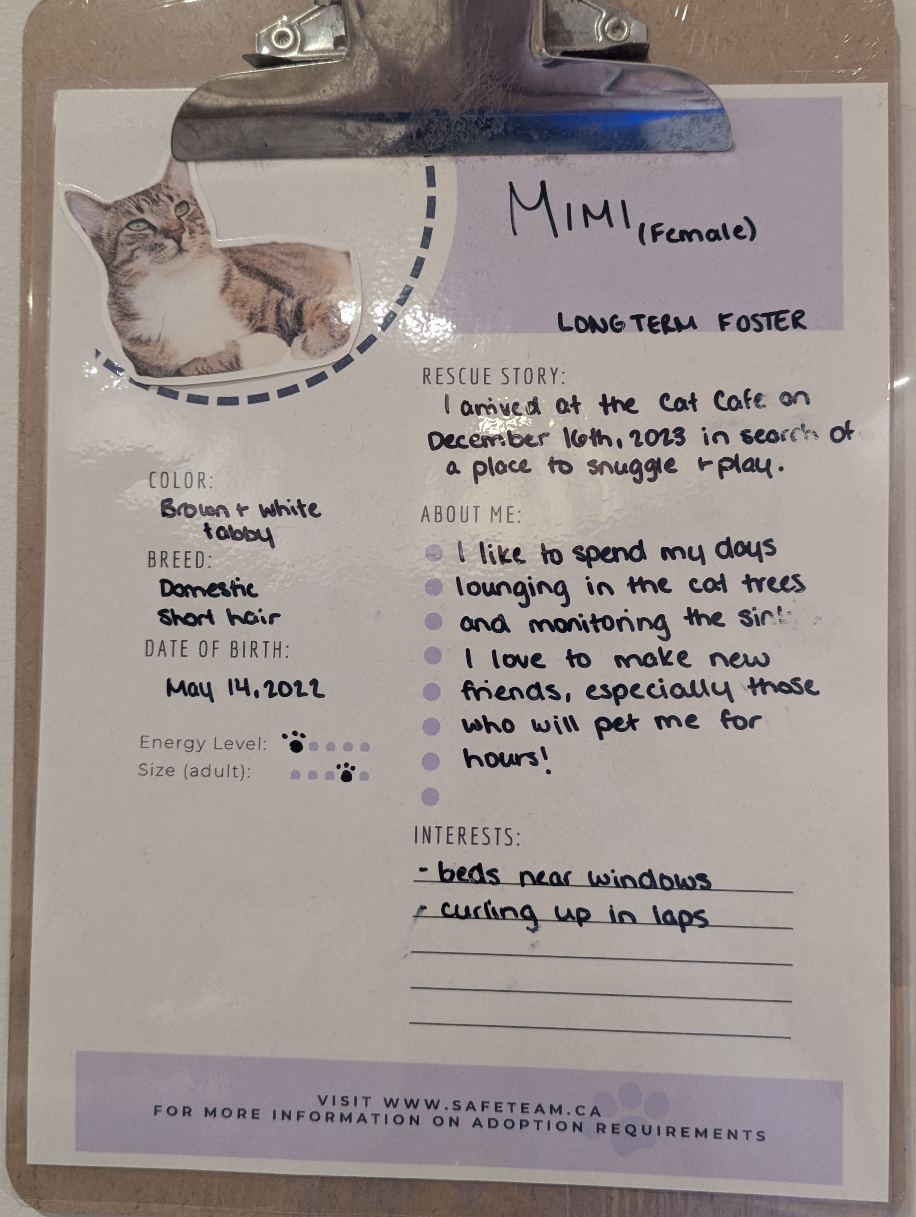 Birthday Trip to Canada, Cat Cafe, Edmonton